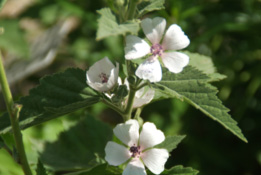 Althaea officinalisHeemst bestellen